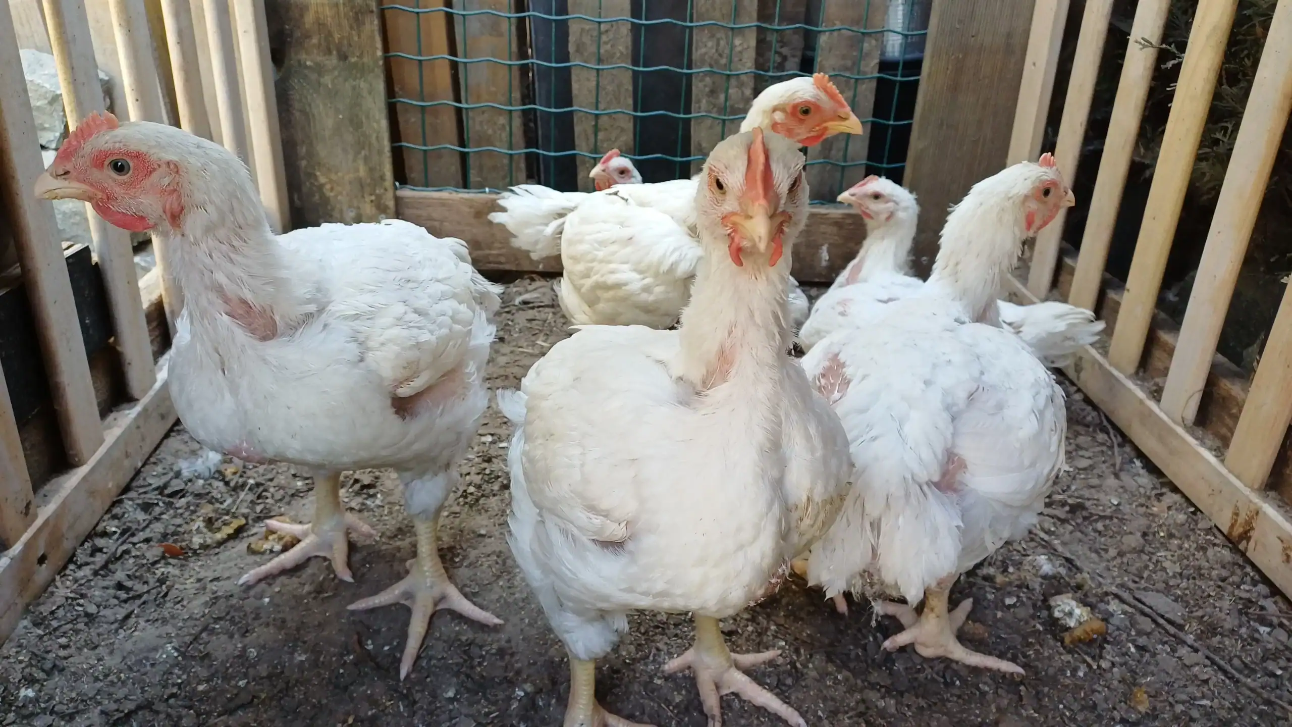 Vleeskippen-kweken Vleeskippen kweken